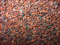 Cacao Beans