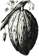 Cacao fruit