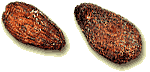 Cacao Beans