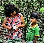 Cacao fruit