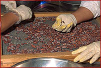 Sorting cacao beans