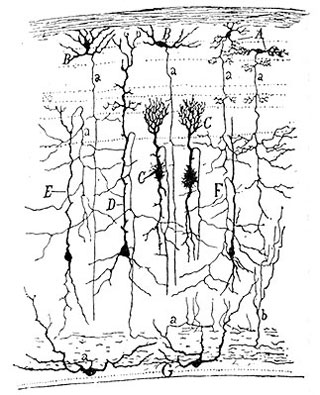 Drawing of sparrow tectum by Cajal;