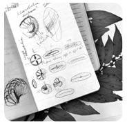 Picture: Botany Sketches