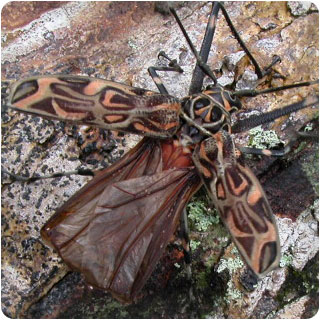 image: harlequin beetle